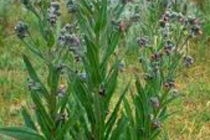 406 Weed Control - Houndstongue