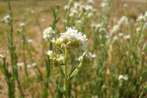 406 Weed Control