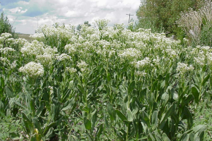 406 Weed Control - Whitetop