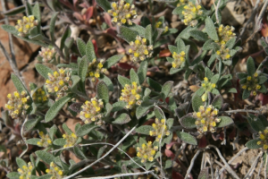 406 Weed Control - Yellow Alyssum