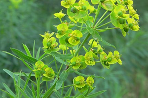 406 Weed Control - leafy spurge